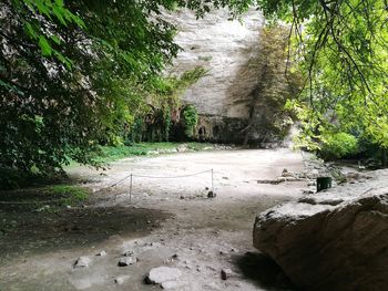 Scenic view of forest