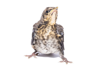 Close-up of owl perching on white background