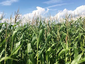 Corn crop in field against cloudy sky