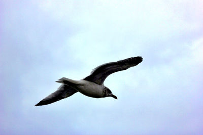 Low angle view of seagull flying against clear sky