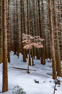 Snow covered pine trees in forest during winter