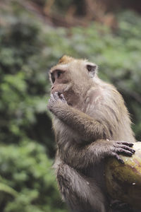 Close-up of gorilla sitting looking away