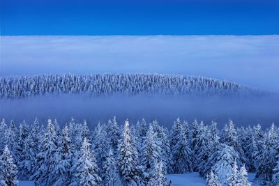 Snow covered land and trees against blue sky