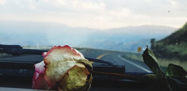 Close-up of red roses against sky