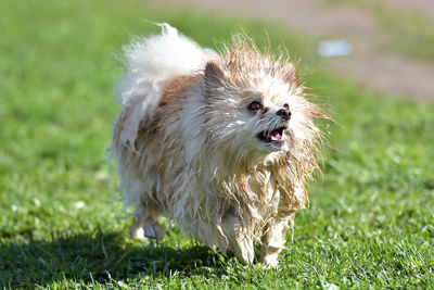 Portrait of dog on field