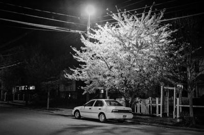 Road along trees at night