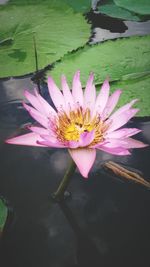 Close-up of lotus water lily in pond