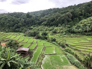 High angle view of rice field against sky