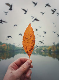 Close-up of hand holding leaf against sky