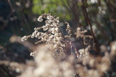 Close-up of snow on plant