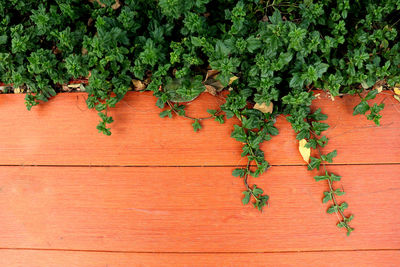 Some green leaves of ivy on the brown wooden plate