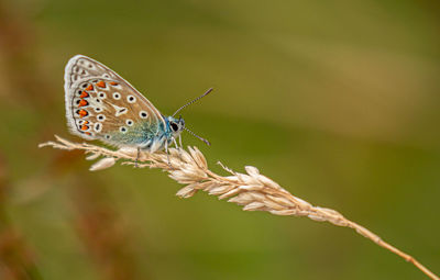Close-up of butterfly on flower