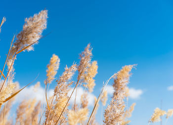 Close-up of wheat growing on field against blue sky