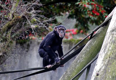 Monkey on rope 