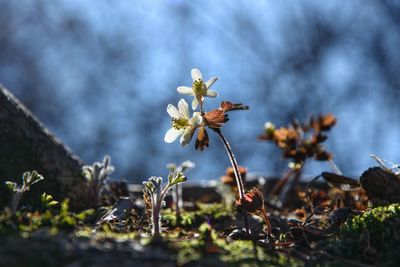 Close-up of white flowering plants on field