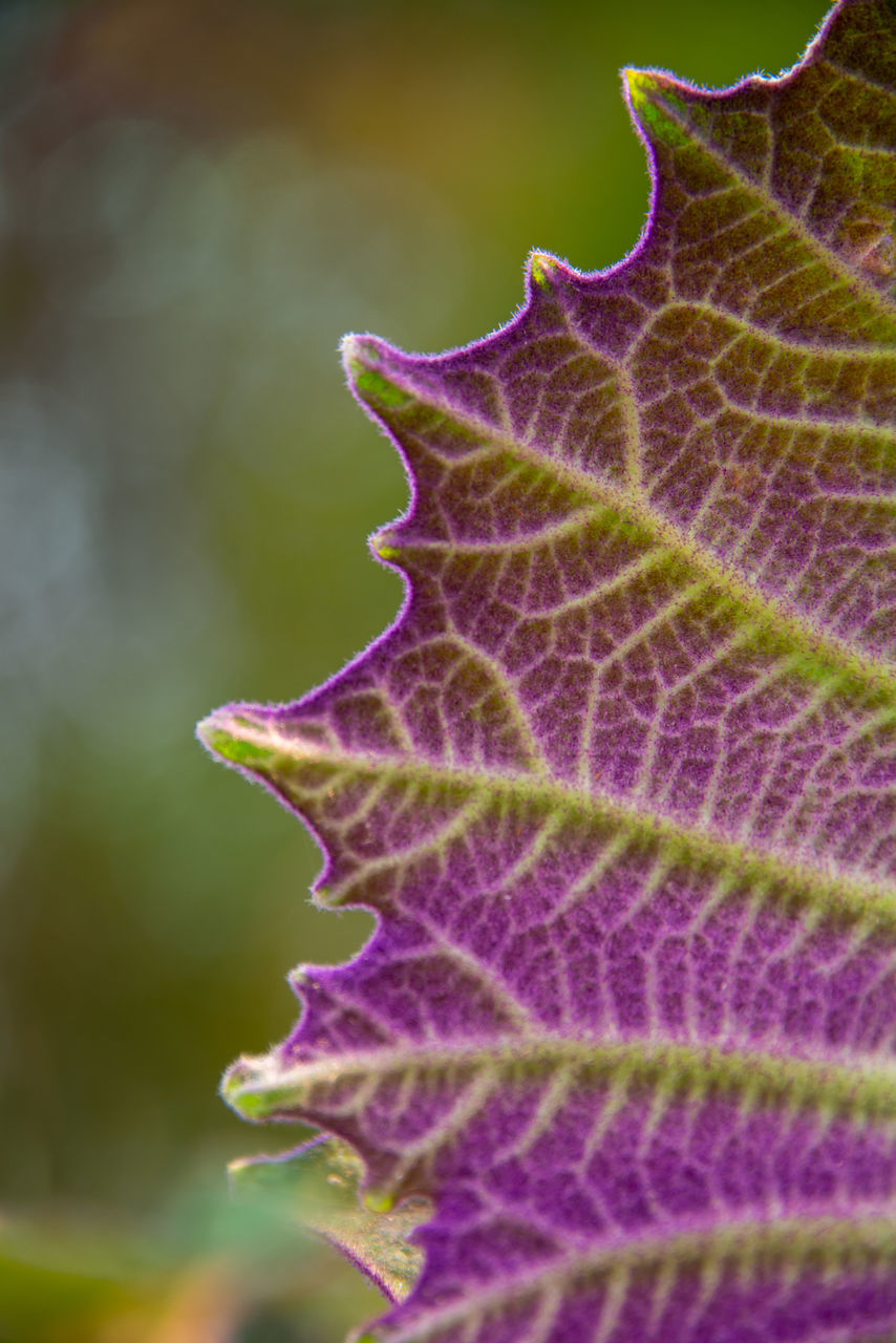 CLOSE-UP OF PURPLE FLOWERS