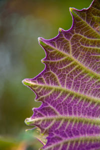 Close-up of purple flower