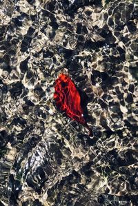 High angle view of red leaf in water