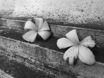 High angle view of white rose on wood