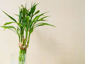 Close-up of plant against wall