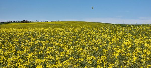 Scenic view of oilseed rape field against sky