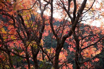 Low angle view of trees in forest during autumn