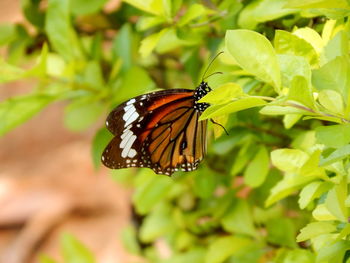 Close-up of butterfly perching on plant