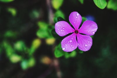 Close-up of wet purple flower blooming outdoors