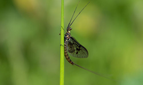 Close-up of dragonfly on leaf