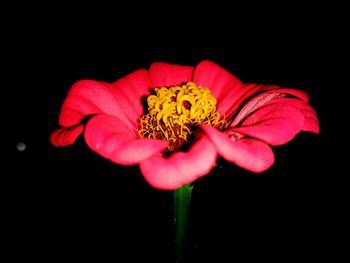 Close-up of honey bee on red flower against black background