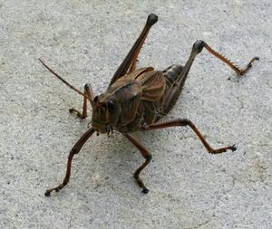 High angle view of insect