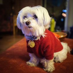 Close-up portrait of dog