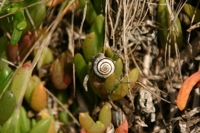 Close-up of insect on plant