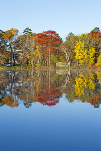 Reflection of trees on lake during autumn