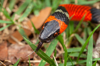 False coral snake oxyrhopus guibei