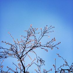 Low angle view of trees against clear blue sky