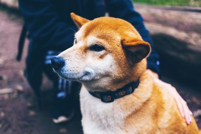 Close-up of dog looking at camera