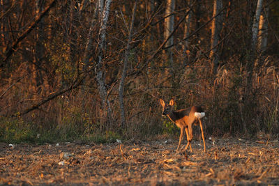 Dog standing in forest