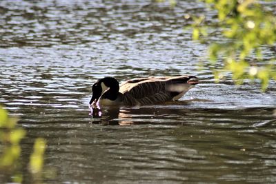 Ducks in a lake