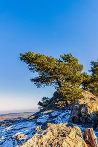 Low angle view of trees against clear blue sky