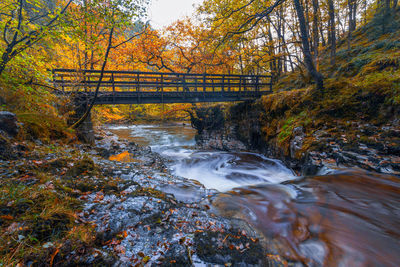 Bridge over river amidst trees in forest