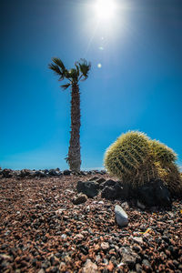 Cactus growing on field against clear blue sky