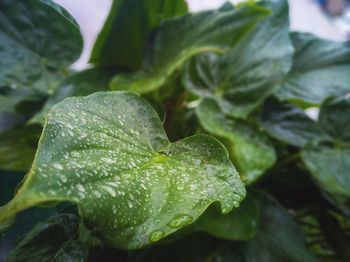 Close-up of wet leaves