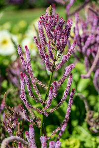 Close-up of purple flowering plant