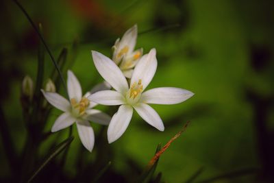 Close-up of flowers blooming outdoors