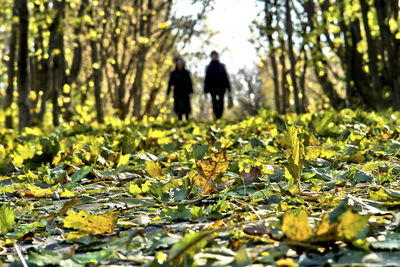 Plants growing in forest
