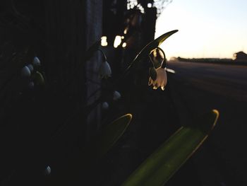 Close-up of flower plant at sunset