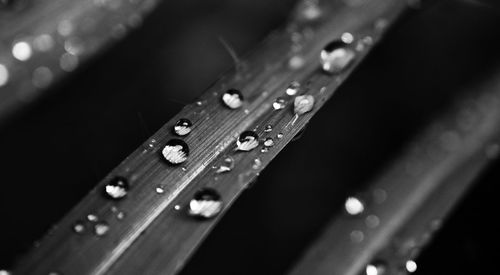 Close-up of water drops on leaf