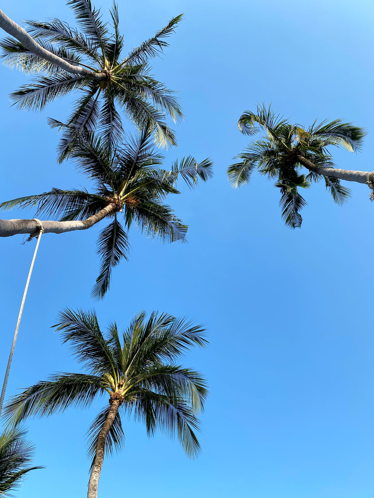 Coconut tree view