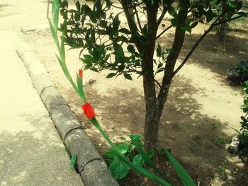 High angle view of flowering plants by trees